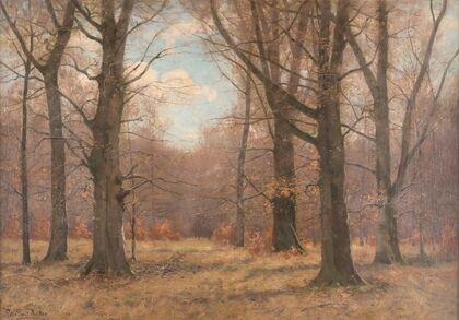 Late fall in the beech forest