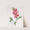 Lathyrus latifolius (Everlasting Pea) by Pierre Joseph Redouté