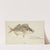 Latris lineata (NZ) : Common Trumpeter (1867) by Frank Edward Clarke