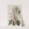 Laurel-leaved Strawberry tree by Sydenham Edwards