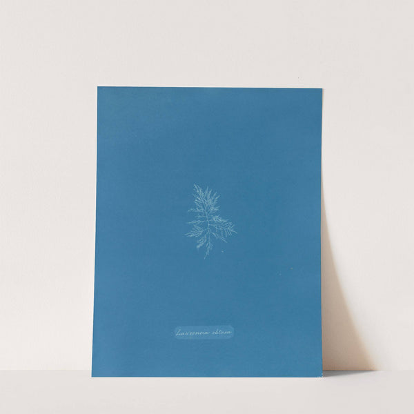 Laurencia obtusa (1843-1853) by Anna Atkins