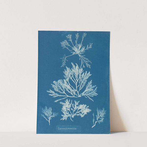 Laurencia pinnatifida (1843-1853) by Anna Atkins