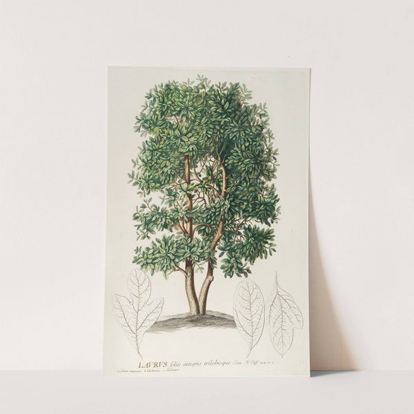 Laurus by Georg Dionysius Ehret