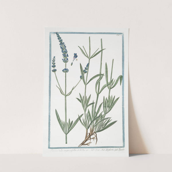 Lavandula angustifolia - Spighetta - Lavande. (English Lavander) by Giorgio Bonelli