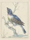 Lazuli Bunting