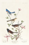 Lazuli finch. Clay-coloured finch. Oregon snow finch