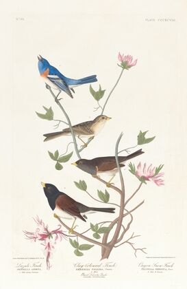 Lazuli finch. Clay-coloured finch. Oregon snow finch
