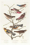 Lazuli finch. Crimson-necked bull finch. Grey-crowned linnet. Cow-pen bird. Evening grosbeak. Brown longspur