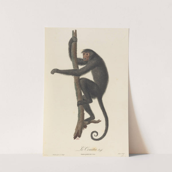 Le Coaita by Jean-Baptiste Audebert