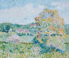 Le Grand Noyer À Eragny, Automne