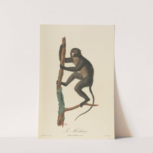 Le Hocheur by Jean-Baptiste Audebert