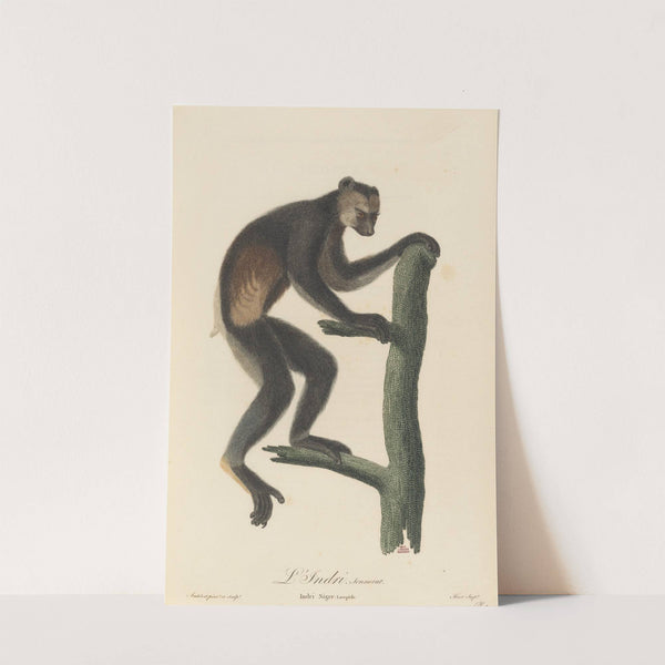 Le Indri by Jean-Baptiste Audebert