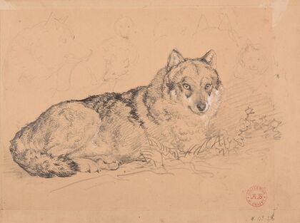 Le Loup