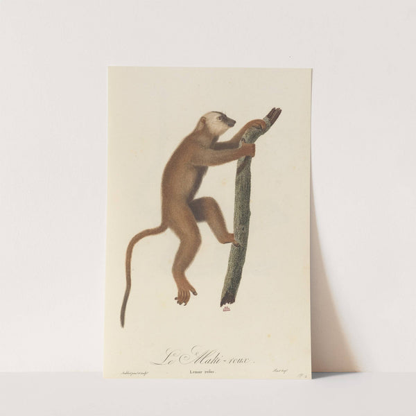 Le Maki roux by Jean-Baptiste Audebert