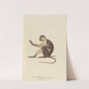 Le Mangabey variété a by Jean-Baptiste Audebert