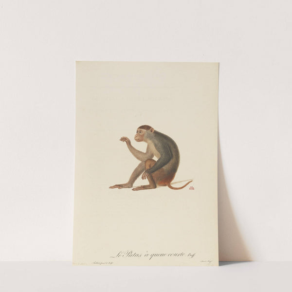 Le Patas à queue courte by Jean-Baptiste Audebert