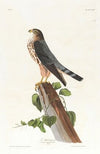 Le petit caporal
