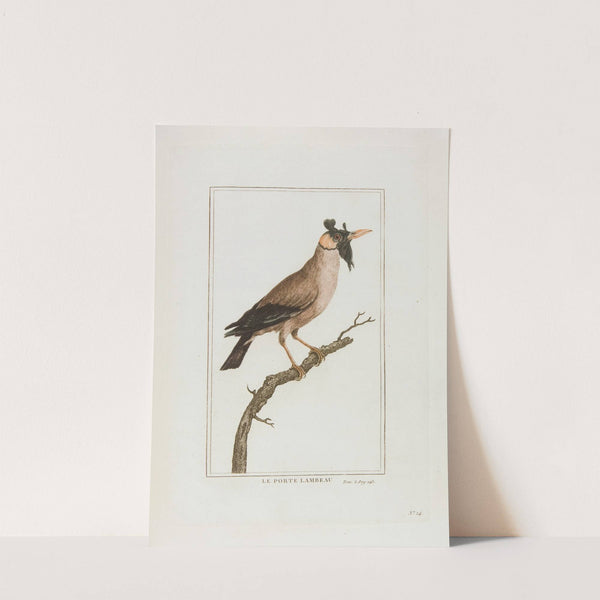 Le porte lambeau (18th century) by François Levaillant