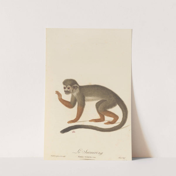 Le Saimiri by Jean-Baptiste Audebert