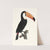 Le Toco. by Jacques Barraband