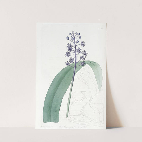Lead-coloured Scilla by Sydenham Edwards