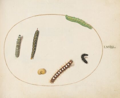 Leafy Spurge Hawkmoth Caterpillar, Mullein Moth Caterpillar, and Other Caterpillars (1575-1590)