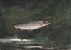 Leaping Trout (1889)