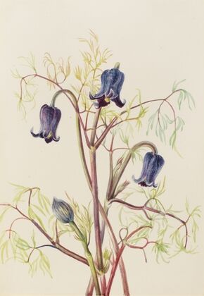 Leather Flower (Clematis hirsutissima) (ca. 1930s)