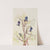 Leather Flower (Clematis hirsutissima) (ca. 1930s) by Mary Vaux Walcott