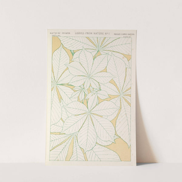 Leaves from Nature No.1 (1856) by Owen Jones