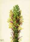 Trailing Arbutus (Epigaea repens) (1917)