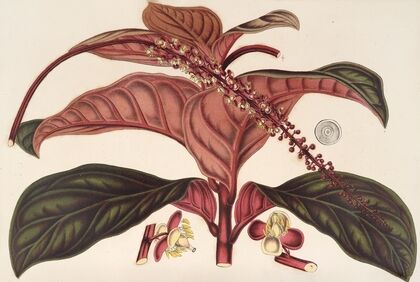 Ledenbergia roseo-ænea