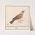 Leeuwerik (Alaudidae) (1596-1610) by Anselmus Boëtius de Boodt
