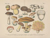 Lehrbuch der praktischen Pflanzenkunde in Wort und Bild Pl.07