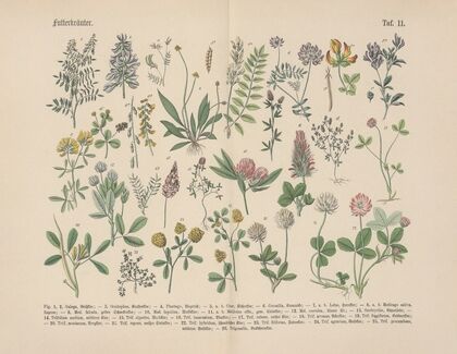 Lehrbuch der praktischen Pflanzenkunde in Wort und Bild Pl.11
