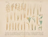 Lehrbuch der praktischen Pflanzenkunde in Wort und Bild Pl.13