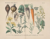 Lehrbuch der praktischen Pflanzenkunde in Wort und Bild Pl.14