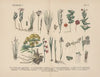 Lehrbuch der praktischen Pflanzenkunde in Wort und Bild Pl.17