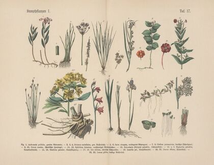 Lehrbuch der praktischen Pflanzenkunde in Wort und Bild Pl.17
