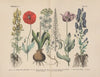 Lehrbuch der praktischen Pflanzenkunde in Wort und Bild Pl.19