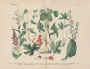 Lehrbuch der praktischen Pflanzenkunde in Wort und Bild Pl.22