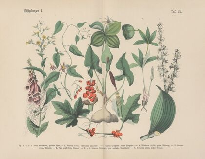 Lehrbuch der praktischen Pflanzenkunde in Wort und Bild Pl.22
