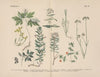 Lehrbuch der praktischen Pflanzenkunde in Wort und Bild Pl.23