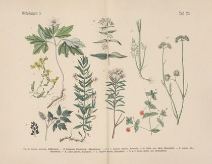 Lehrbuch der praktischen Pflanzenkunde in Wort und Bild Pl.23