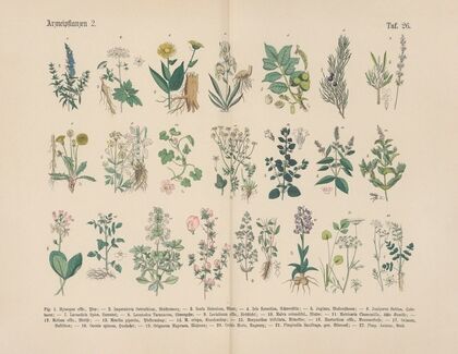 Lehrbuch der praktischen Pflanzenkunde in Wort und Bild Pl.26
