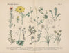 Lehrbuch der praktischen Pflanzenkunde in Wort und Bild Pl.28