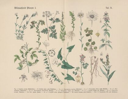Lehrbuch der praktischen Pflanzenkunde in Wort und Bild Pl.31
