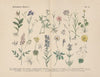 Lehrbuch der praktischen Pflanzenkunde in Wort und Bild Pl.32
