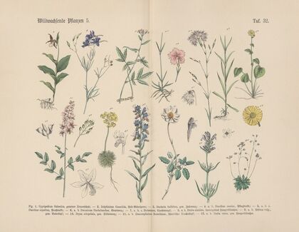 Lehrbuch der praktischen Pflanzenkunde in Wort und Bild Pl.32