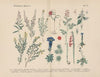 Lehrbuch der praktischen Pflanzenkunde in Wort und Bild Pl.33